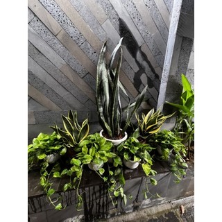 Cây trầu bà xanh ta (chậu treo)