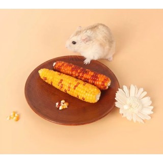 Bắp ngô nguyên trái, bắp ngô mini mài răng cho hamster, sóc, thỏ, bọ ú...