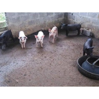 Máng cao su cho lợn gà vịt ăn 60cm