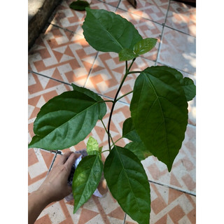 Combo 5 Cây giống lá cách/ Cây vọng cách