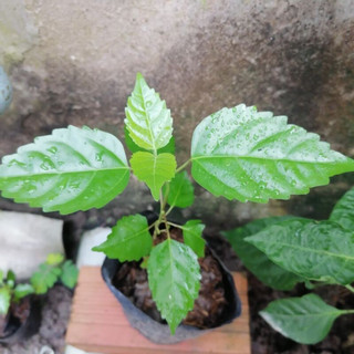 Combo 5 Cây giống lá cách/ Cây vọng cách