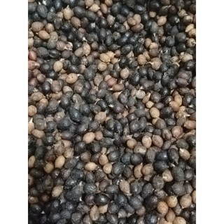 10gram hạt giống cây Cọ Mỹ