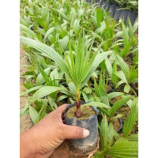 10gram hạt giống cây Cọ Mỹ