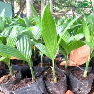 10gram hạt giống cây Cọ Mỹ