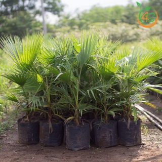 10gram hạt giống cây Cọ Mỹ