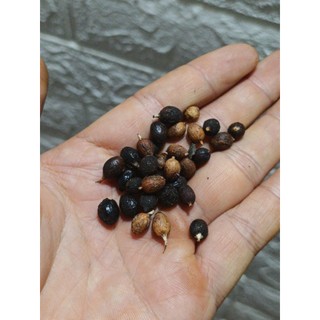 10gram hạt giống cây Cọ Mỹ