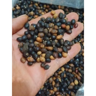 10gram hạt giống cây Cọ Mỹ
