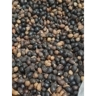 10gram hạt giống cây Cọ Mỹ
