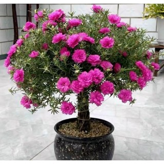 Mười giờ Trung Quốc, trồng cây bonsai 100k 5cây