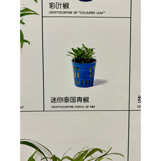 Tiêu thảo mũi tên mini