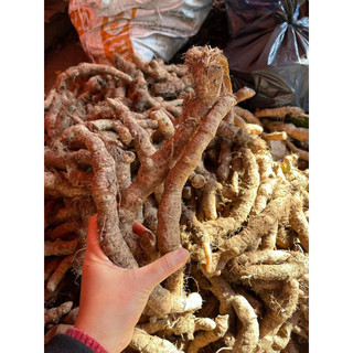 Rễ tứn khửn tươi Tây Bắc 1kg