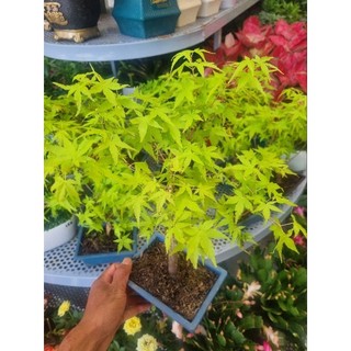 Chậu cây phong lá vàng - cây bonsai để bàn