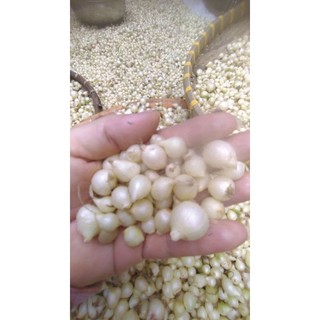 1kg hành tăm mẩy chắc sạch nghệ an giá rẻ