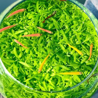 Hạt giống cây thủy sinh trân châu lá to/trân châu lá nhỏ/ngưu mao chiên cao/ngưu mao chiên lùn