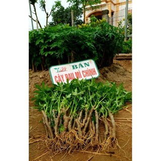 20 cây rau mì chính cao 40 - 70cm, đang sinh trưởng mạnh, ngọn dài 30 - 45cmo