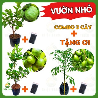 Combo VƯỜN NHỎ Thiện Farm gồm 3 loại cây ăn quả phù hợp trồng chậu, thùng xốp, trồng sân thượng, ban công, góc sân nhỏ