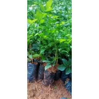 Nguyệt quế giống hoa thơm