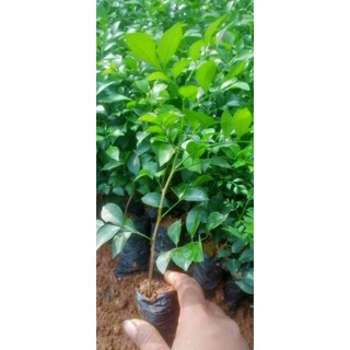 Nguyệt quế giống hoa thơm