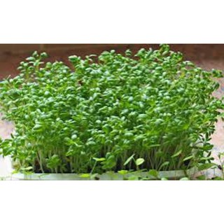 Hạt giống rau cải mầm nhỏ, giao hoả tốc tp HCM