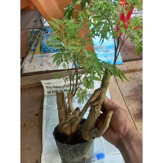 Cây đinh lăng giống nhiều zise .Chọn zise