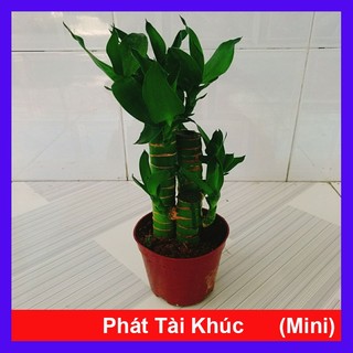 Cây Phát Tài Khúc 3 thân để bàn - cây phong thủy mang lại may mắn tài lộc