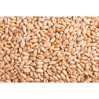 1kg hạt lúa mỳ