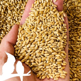 1kg hạt lúa mỳ