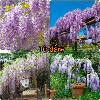 Hạt giống hoa tử đằng nhiều màu dể trồng-gói 5 hạt-tặng kèm gói kích mầm