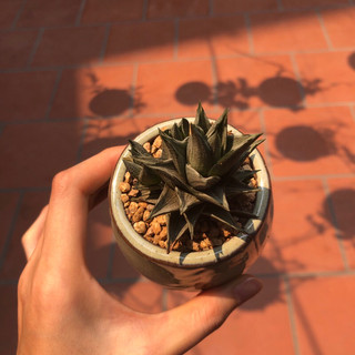 Móng rồng var bạc