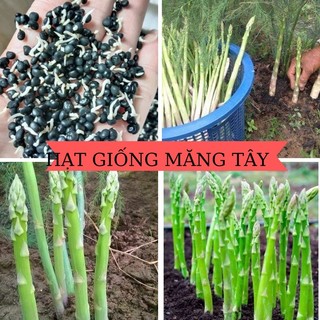 Hạt giống Măng Tây xanh dể trồng-gói 20 hạt-tặng kèm gói phân