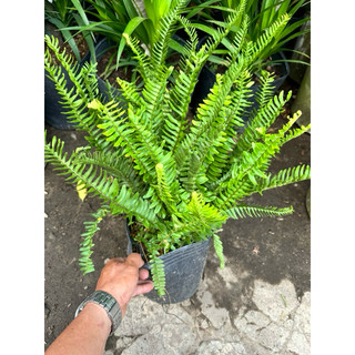 Chậu cây Dương Xỉ