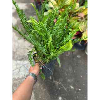 Chậu cây Dương Xỉ