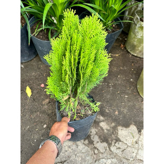 Cây Trắc Bách Diệp cao 50 - 60 cm