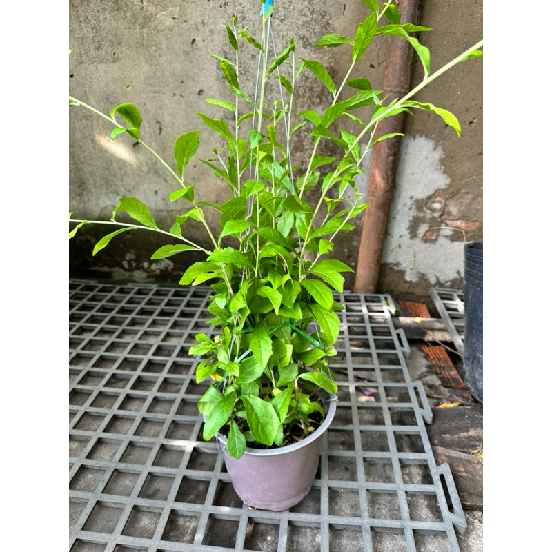 Chậu treo cây Cúc Tần Ấn Độ