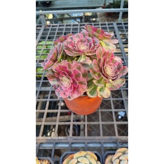 Sen đá aeonium pink witch cánh tròn lớn cao 13cm.ngang 17cm .chụp hình chốt đơn theo yêu cầu