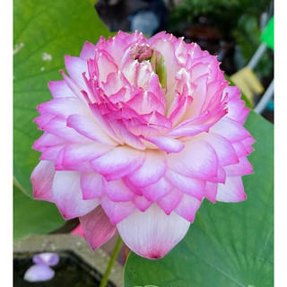 Sen Juwaba ( củ giống bao sống và chuẩn giống, dòng sen củ nhỏ)