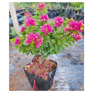 Cây hoa giấy mỹ , đang hoa vào chậu c10, cao khoảng 45-50cm.