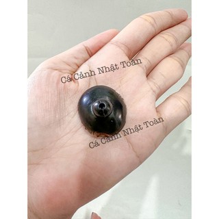 NÚM HÍT ĐẾ MÁY BƠM LỌC, BƠM NƯỚC BỂ CÁ CẢNH (1 NÚM)