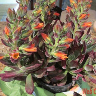 sen đá nhung đỏ, size bầu