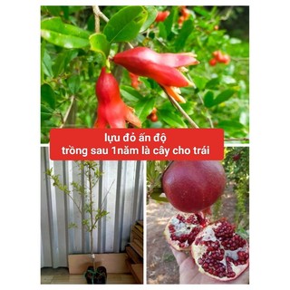 Cây lựu lùn ấn độ