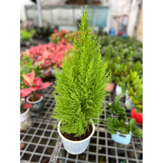 Chậu cây Tùng Thơm
