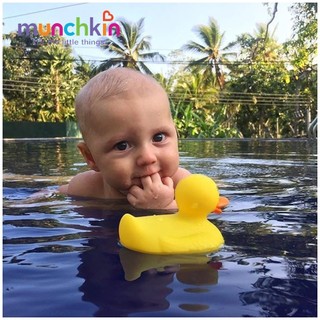 Vịt Vàng Báo Nóng Munchkin\