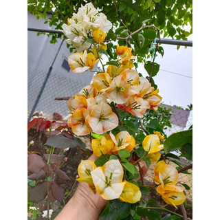 GOLDEN SUNSHINE NGUYÊN BẢN cao 20cm không hoa