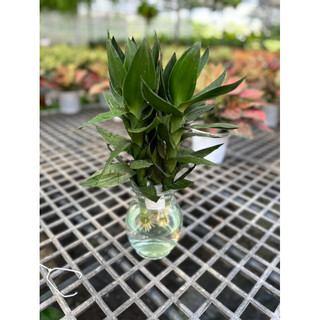 Chậu thủy tinh 3 cây Phát Tài búp sen size to