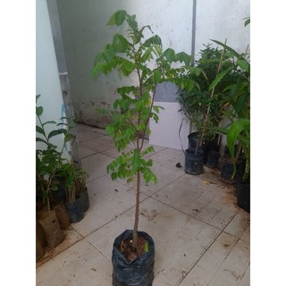 Cây khế chua,chiều cao từ 60cm (freeship)