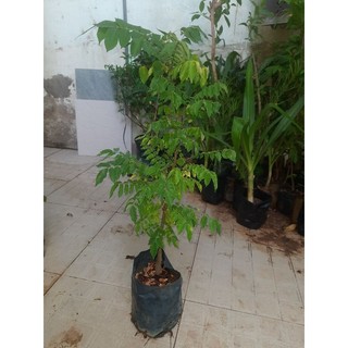 Cây khế chua,chiều cao từ 60cm (freeship)