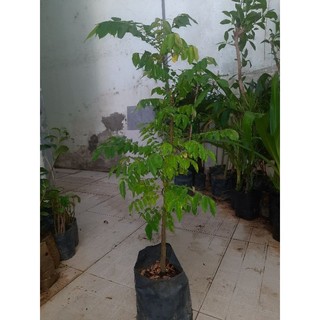 Cây khế chua,chiều cao từ 60cm (freeship)
