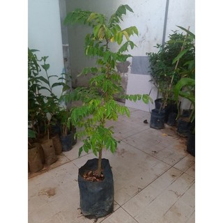Cây khế chua,chiều cao từ 60cm (freeship)