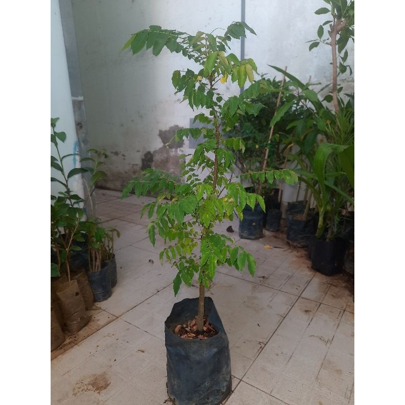 Cây khế chua,chiều cao từ 60cm (freeship)