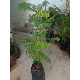 Cây khế chua,chiều cao từ 60cm (freeship)